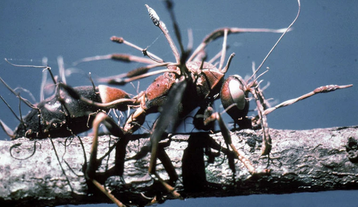 Medical Use Of Cordyceps