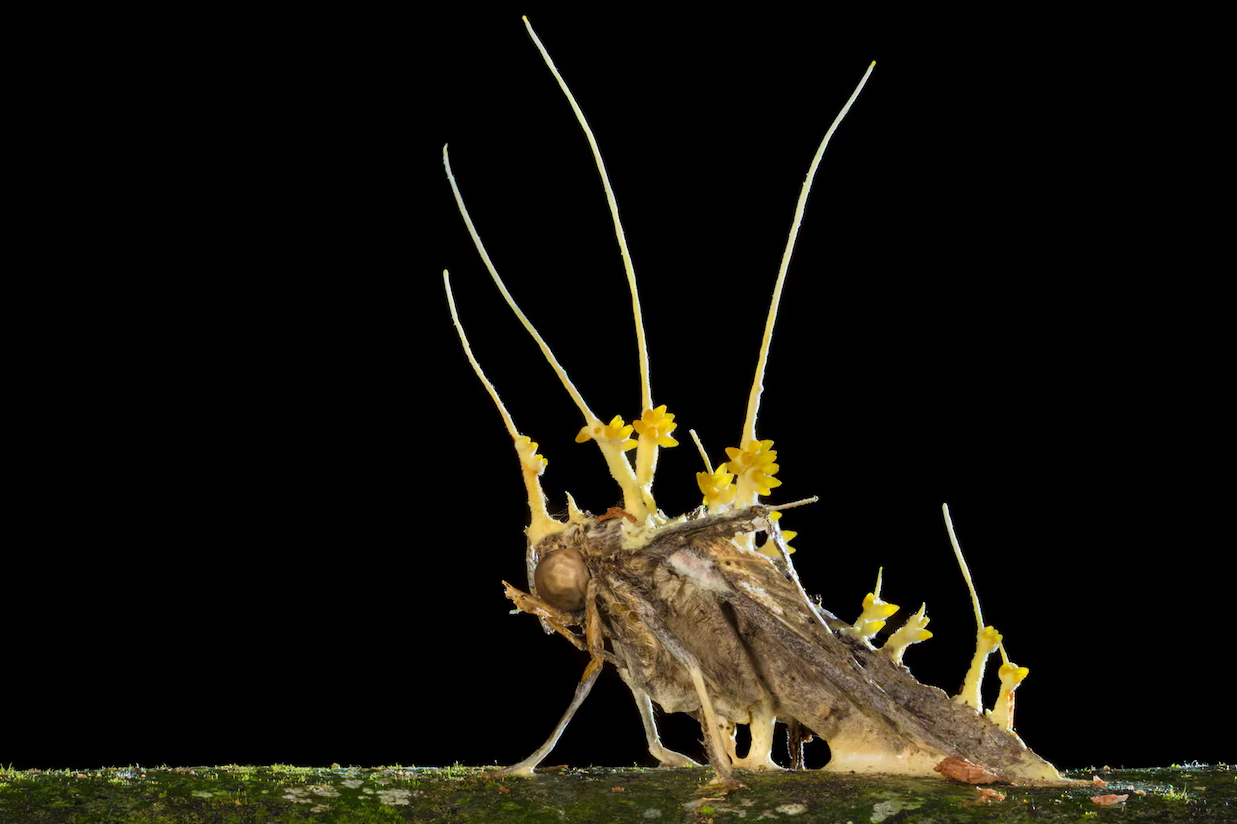 Amazing world of Cordyceps!